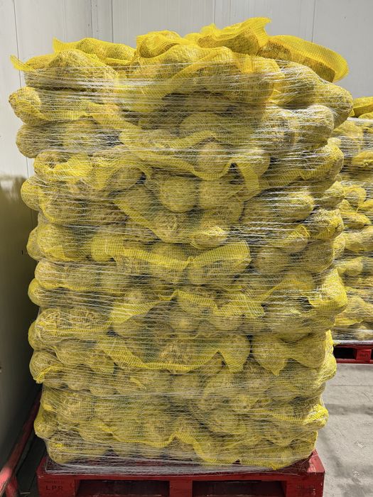 Țelină EN-GROS – Calibru 15+ și 10–15 | Palet / Cantități mari