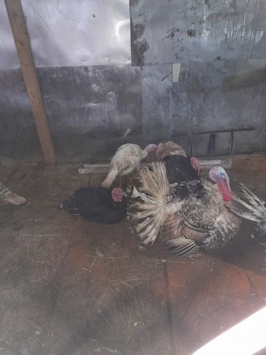 Яйца инкубационные