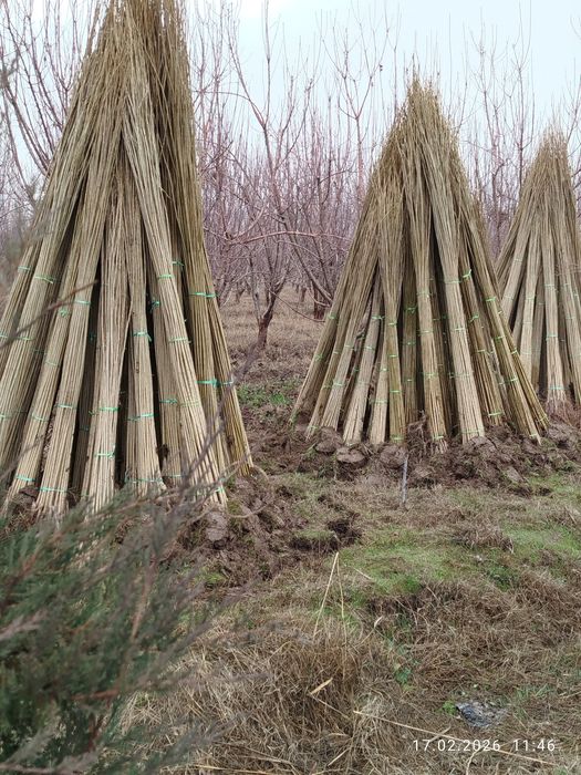 Терак кучатлари ва бошка турдаги кучатлар