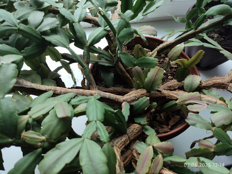 Декабрист красный