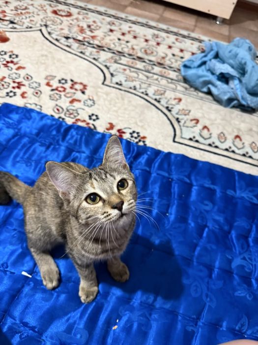 Котенки белая и шоколадная