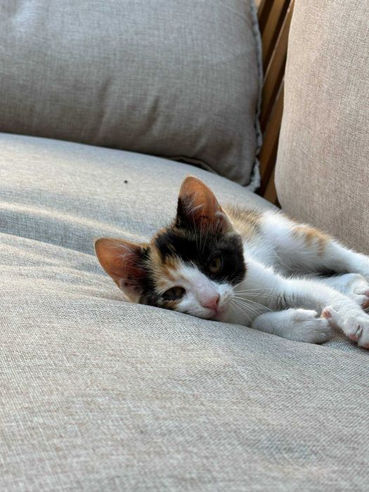 Коте си търси дом