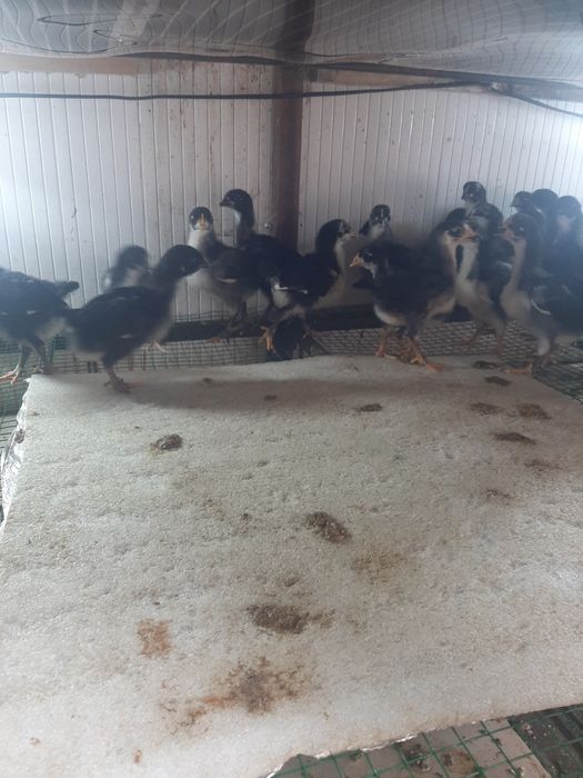 Qora Andijon toviģi jojasi