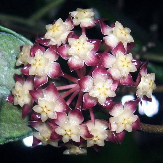 Продам хойи срезом узла