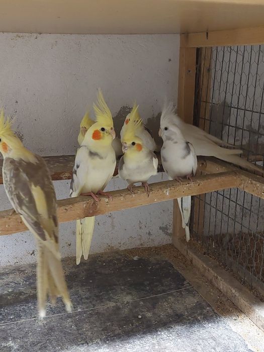 Papagali Ninfe și Peruși