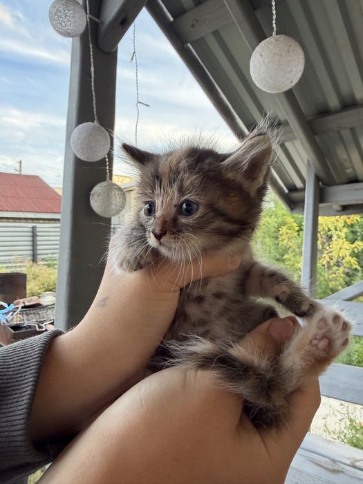 Отдам котят бесплатно