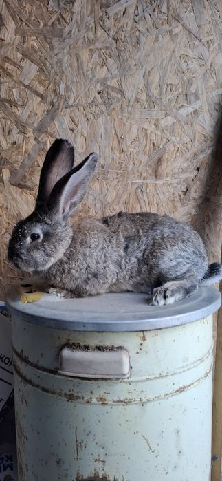 кролики серый великан