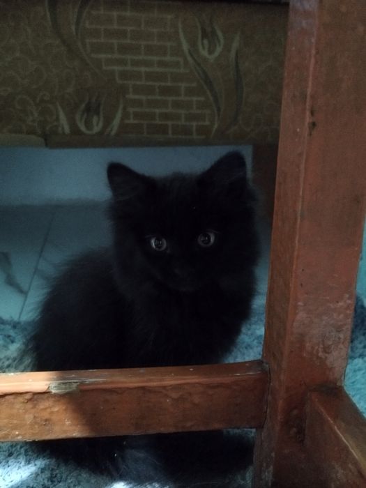 котята ищут дом!!