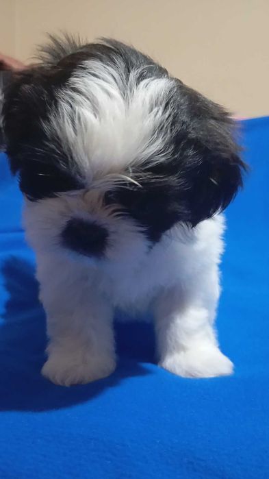 Baiat alb negru rasa shih tzu