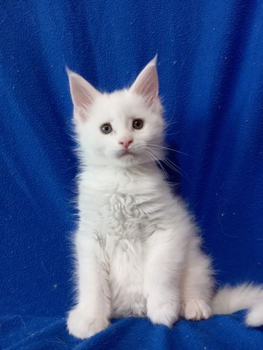 Котята Мейн Кун ( питомник)