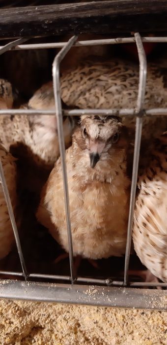 Carne si oua de prepelita