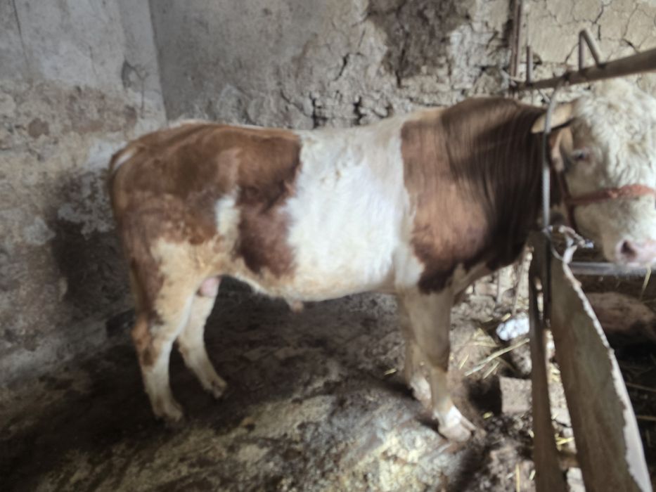 Mol mesni boqiladigon