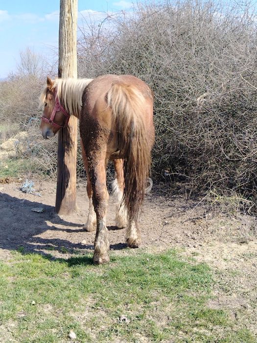 Vând mânz blond (sarg)