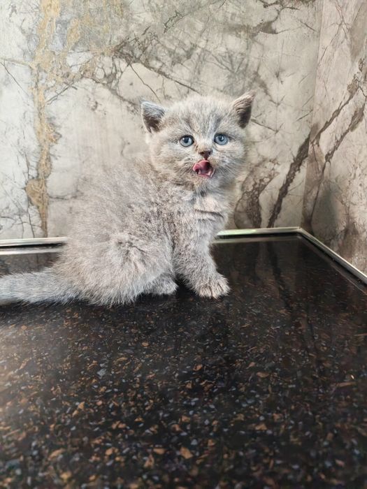 Скотиш страйт чистокровные