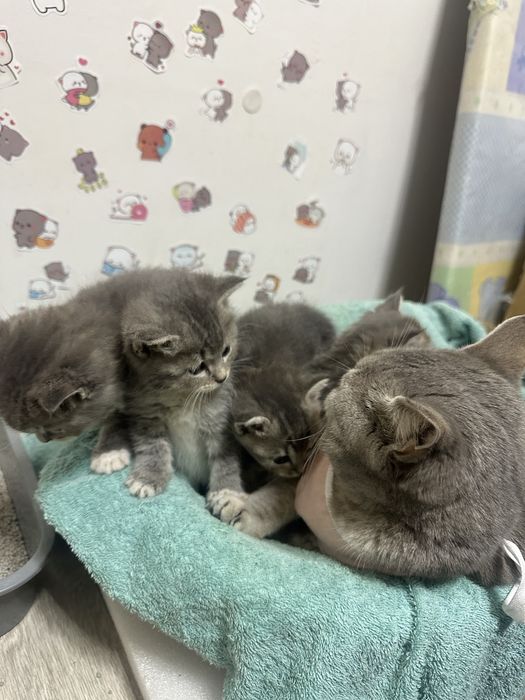 Продам британский кошку