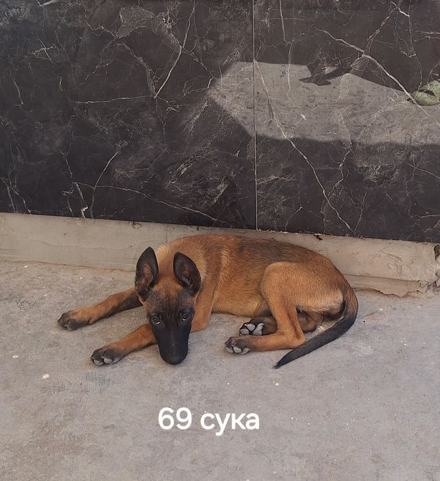 Продаются чистопородные щенки Малинуа