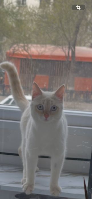 Отдам котика в добрые руки