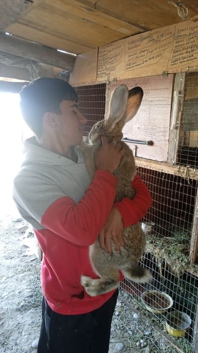 Кралы пародистых маладые прадам