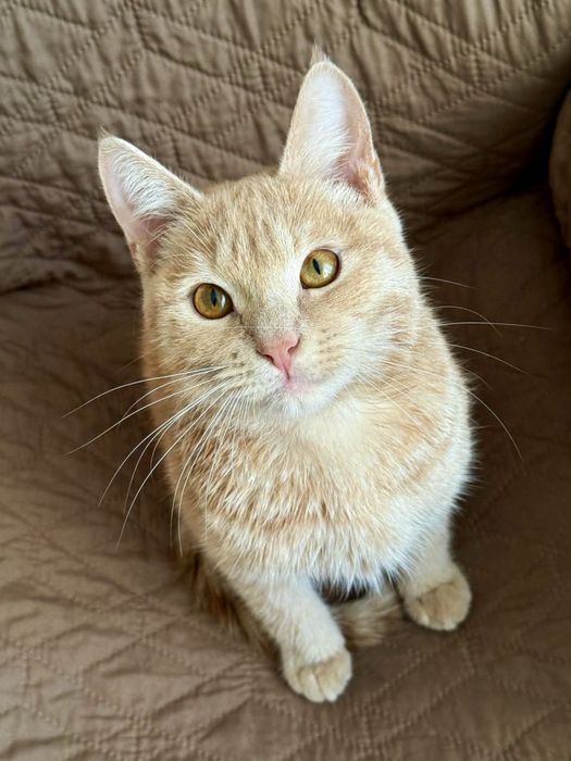 Кот рыжее солнце ищет себе дом
