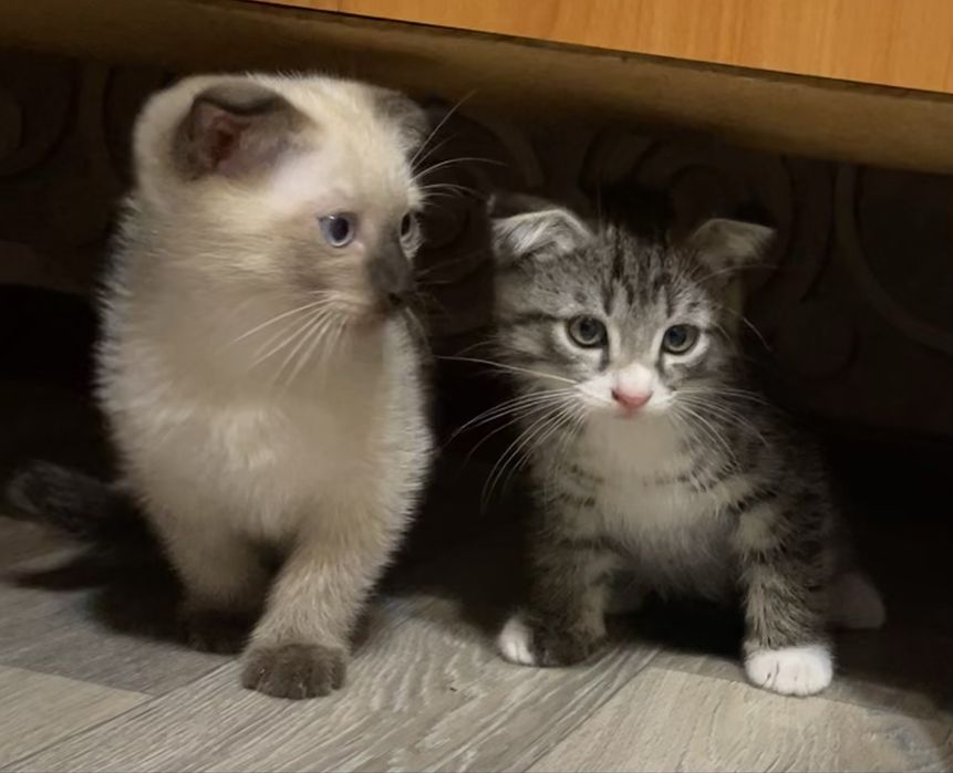 Котята в хорошие руки