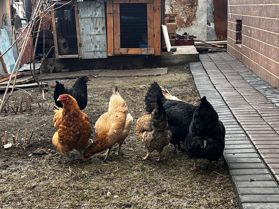 Домашние куры домашние