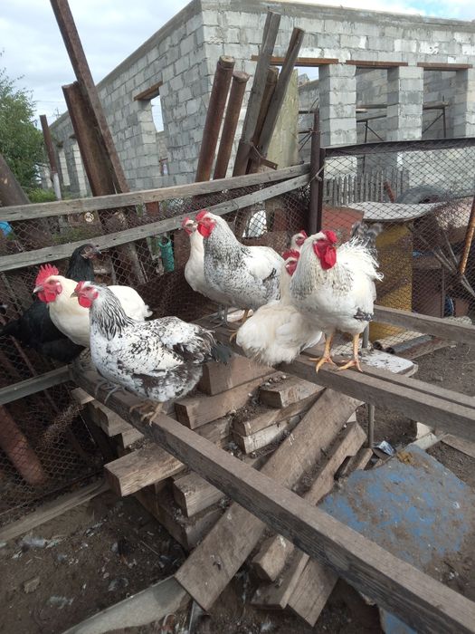 Продам. Петухи. Молодёжь.