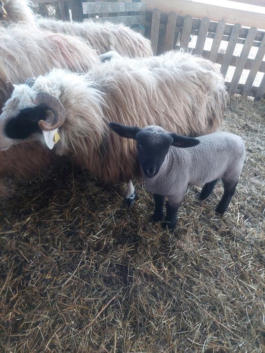 Vând două oi tinere