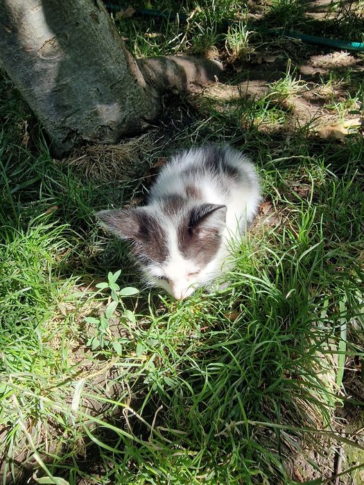 Подарявам малки котки