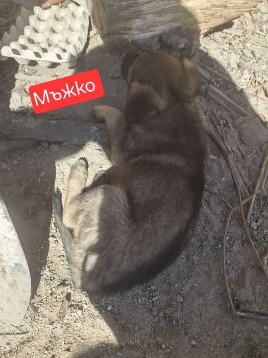 6 малки кученца подаряват се