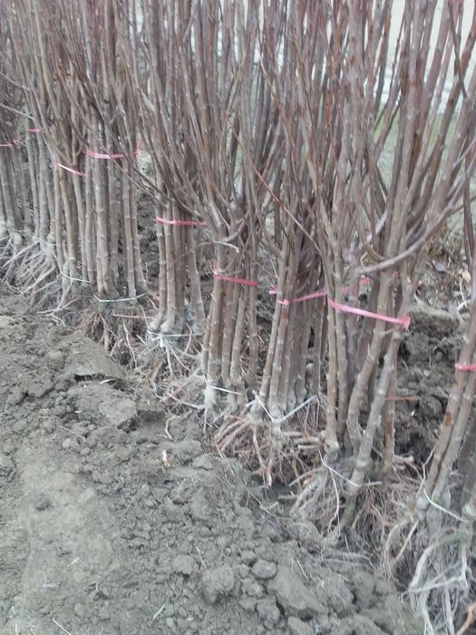 мекали кучатлар манзарали  кочатлар