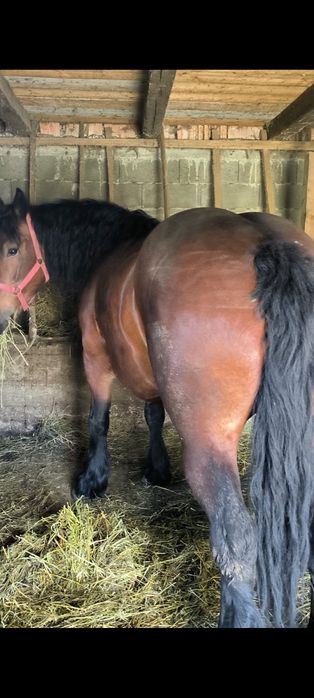 De vânzare iapă de cinci ani