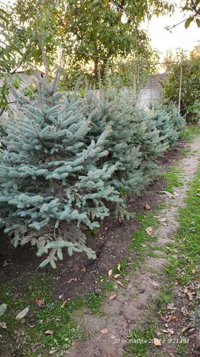 Спешите! Нужно пересаживать ель ЗИМОЙ а не ВЕСНОЙ