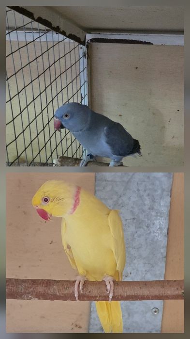 Papagali disponibili micul alexandru,rosele și nimfe