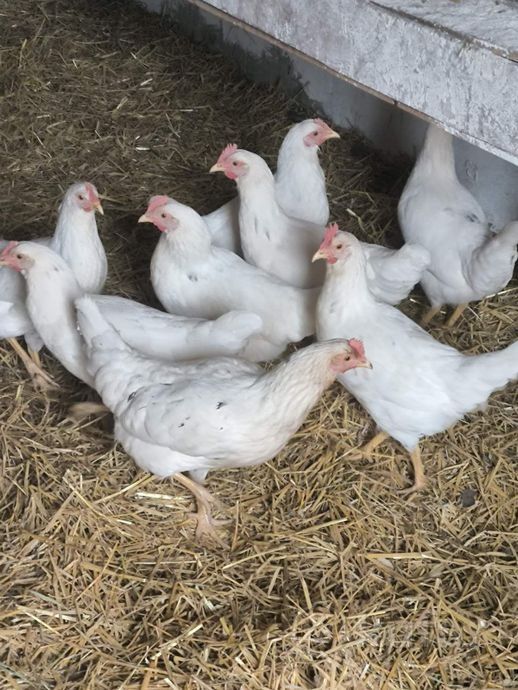 Куры белые Коралл