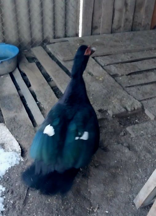 Продам на племя селезня индоутки..