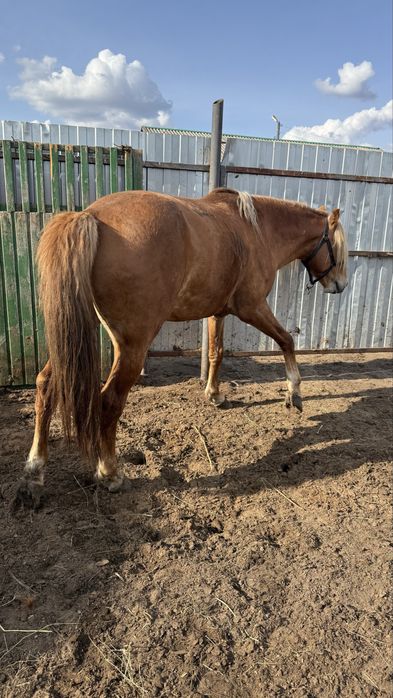 Продаётся жеребец! Айғыр!