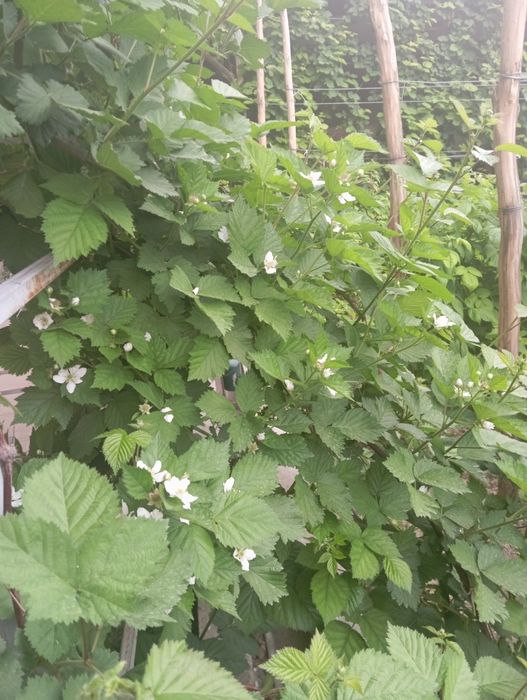 Ежевика галландиядан келтирилган