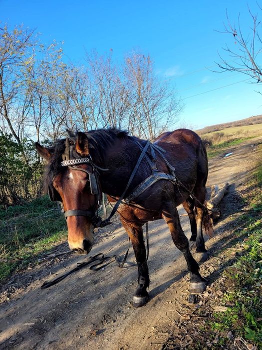 Vand sau Schimb - Armăsar 6 ani