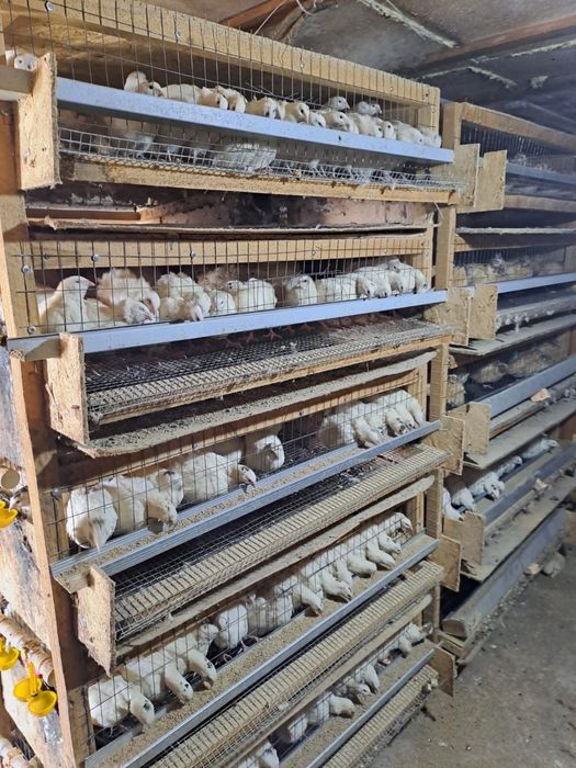 Бөдене құстары, перепёлка