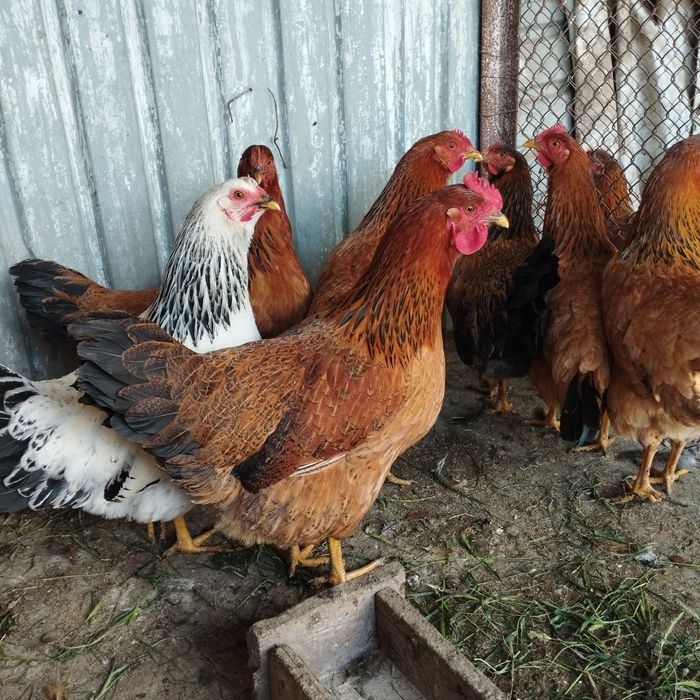 Продам куры домашние
