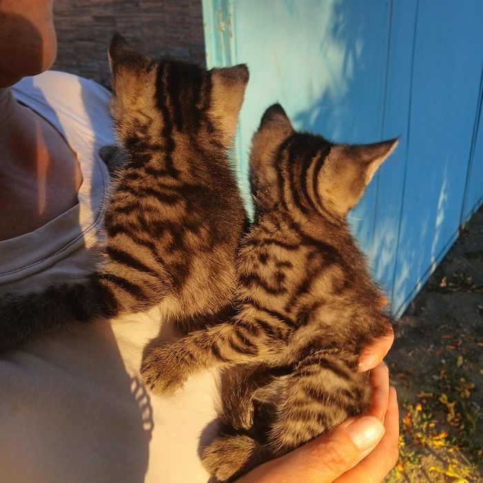 Отдам котят  две девочки