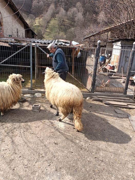 Se vinde berbec Metis