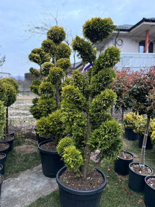 Plante ornamentale crescute în ghiveci