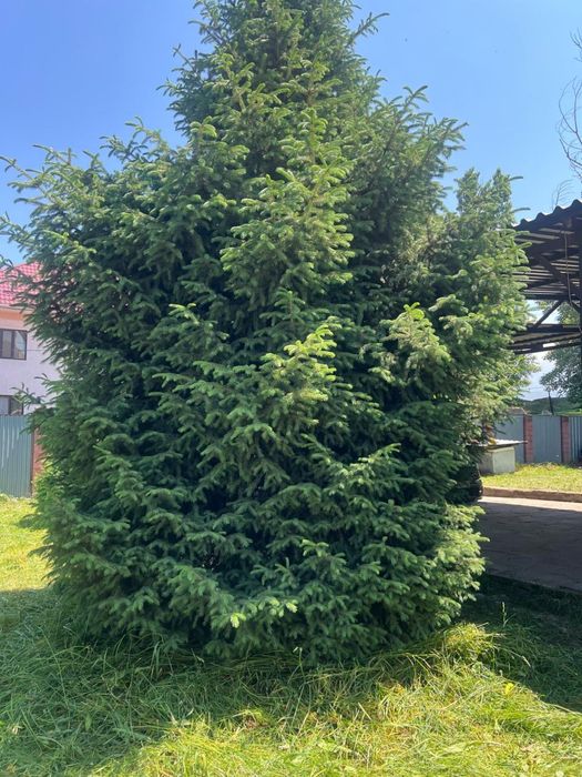 Елка Picea abies (ель)
