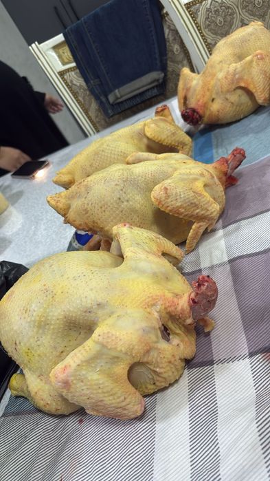 Кобб-700 бройлерные цыплята