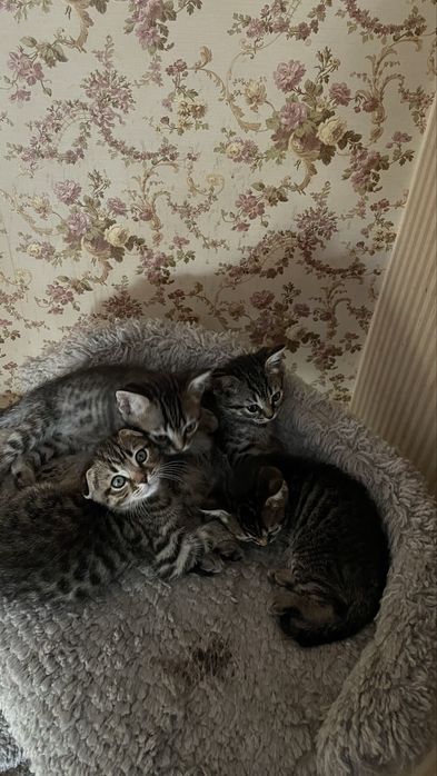 Котята    метисы
