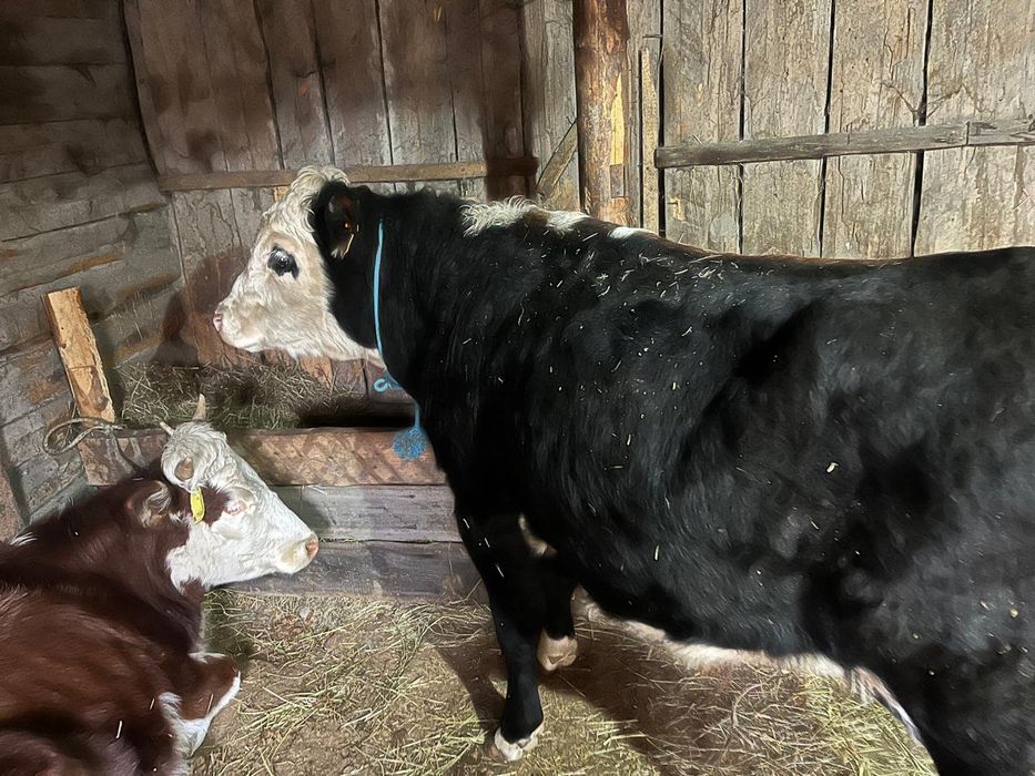 Продаётся    бык!