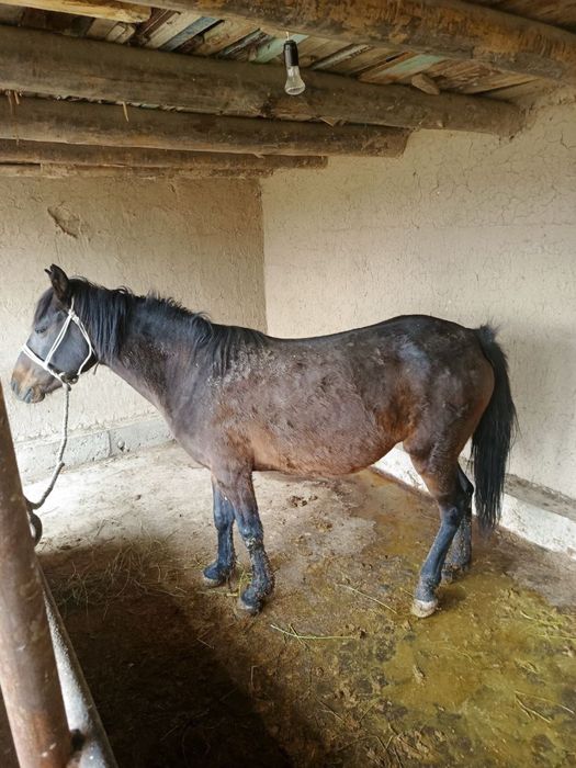 Буғоз бия сотилади