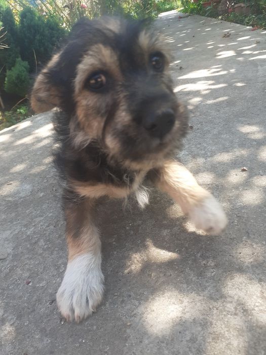 Donez 4 catelusi ,jucausi,daca va intereseaza  dati mesaj pe OLX sa aflati mai multe detalii.