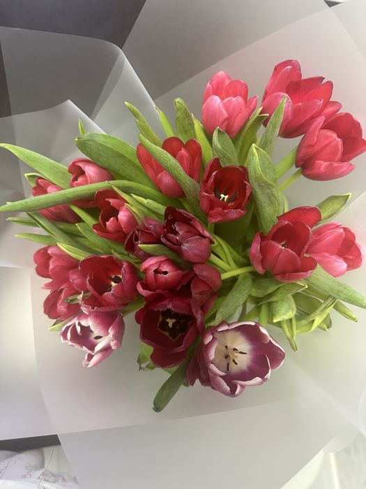 Тюльпаны 21 штук